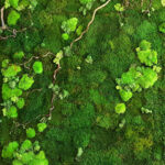 greenwall-Preserved Green Wall Flat & Pole Moss