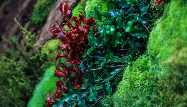 Preserved Greenwall Project at Agritect 2019