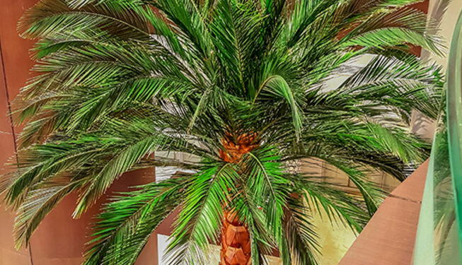 Preserved Trees Project at Ministry of Justice