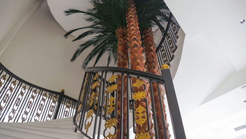 Palm Tree