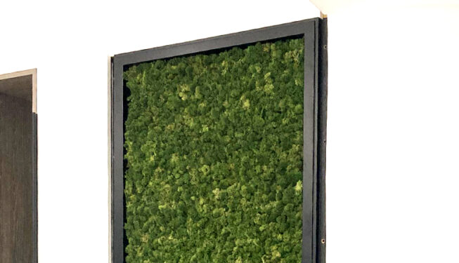Preserved Green wall Moss